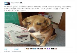 14 Hilarious Dog Tweets From 2016 - Gallery | eBaum's World