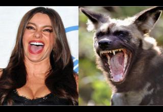 Celebrities that couldn’t escape the long arm of the internet when it came to being compared with animals.