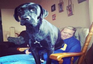 These dogs seem completely oblivious to the fact that they are too big to sit in your lap
