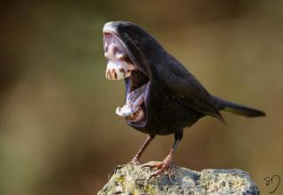 These horrifying 'Big Mouth Birds' are the work of digital artist Sarah DeRemer. Let's all be glad birds have beaks