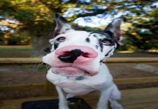 Only Great Dane owners will understand what it's like to live with these massive dogs