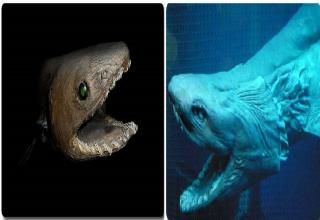 A collection of Wild and amazing animals from the darkest Depths.