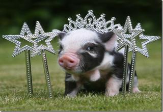 According to a friend, today is International Tiara Day. A special day like this shouldn't go uncelebrated so here are 12 animals properly attired (wearing tiaras or crowns). You have to admit, they are a bit cute.