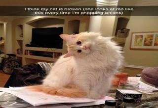 Cats can make some bad decisions, be jerks, or just be cute and funny. Here's proof.