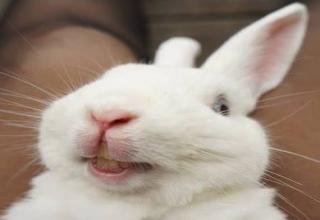 25-funny-animal-pics-and-memes-to-make-you-smile-funny-gallery