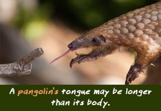 Because these mammals are so freaking cute, like little mini dinosaurs- RAWR! Enjoy some Pangolin
