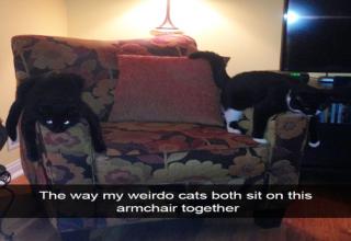 15 Funny Cat Pics and Memes Just in Time for Caturday! - Funny Gallery ...