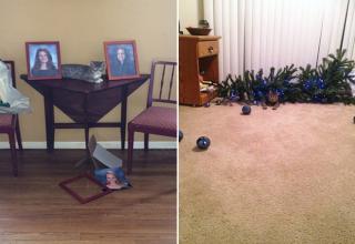 12 Cats That Couldn't Care Less About Your Shit - Funny Gallery | eBaum ...