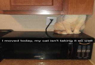 29 Cat Owners Who Put Their Cats On Blast - Gallery | eBaum's World