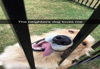 28 Hilarious Dog Snapchats Will Warm Your Heart - Funny Gallery | eBaum