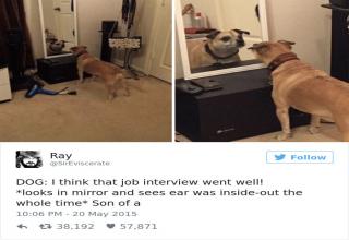 18 Funny Dog Tweets For The Dog Lovers Out There - Funny Gallery ...
