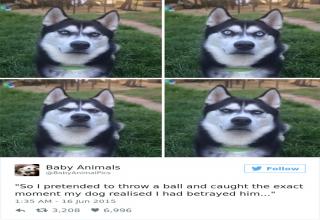 18 Funny Dog Tweets For The Dog Lovers Out There - Funny Gallery ...