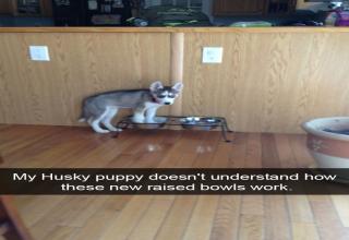 28 Times Huskies Were As Funny As They Are Cute - Gallery | eBaum's World
