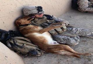 Dogs and their loyalty to the Military, Police & Rescue co-workers.