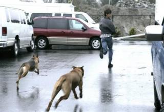 24 Pictures of People Getting Chased By Animals - Gallery | eBaum's World