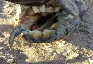 ugly fish with human-like teeth was found in Argentina and identified as a South American lungfish (epidosiren paradoxa) which can breathe air but is usually found in swamps and slow-moving waters. Their huge teeth are needed to break the shells of crabs and snails which make up a major part of their diet.