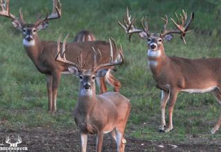 Days away until the season opens. Have you Spotted your trophy buck yet?
