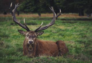 Got Buck Fever? Feast your eyes on these big boys and think about what you will be ordering from the butcher.