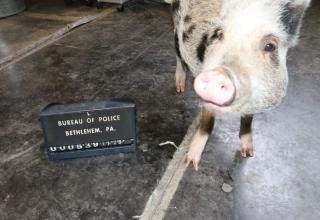 These little piggies went out for a trot and almost found themselves in the slammer.