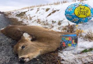 An assortment of roadkill from all over this vast planet with "Get Well" balloons tied to them. RIP, critters.