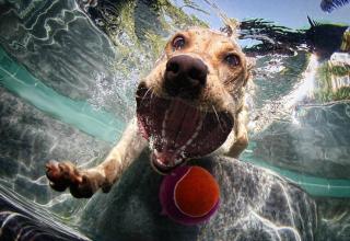 underwater photos of dogs diving 