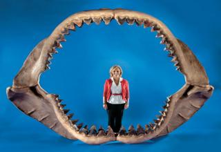 Megalodon could likely approach a maximum of 67 ft in total length. Currently most experts agree this giant shark reached a total length of more than 52 feet and a weight of about 50 tons.
