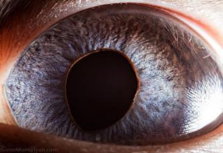 An amazing look at Animal eyes through macro photography.