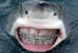 Sharks can be scary with their jagged, razor-sharp teeth, but stick some human pearly whites in there and wallah! You've got yourself the friendliest looking guy under the sea.