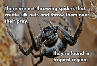 spiders are interesting creatures