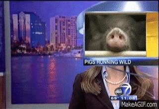 hilarious and ridiculous news bloopers