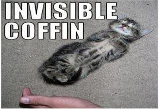 More invisible Kittehs.
