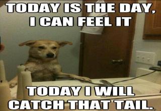 32 Dog Memes That Are A Little Ruff - Gallery | eBaum's World