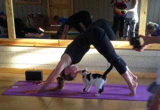 The result is Shelter Cat Yoga Class.