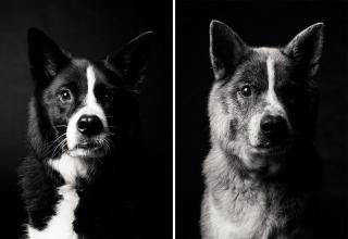 Amanda Jones decided to show how dogs change over the years, but their love for you never changes.