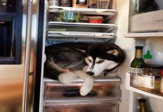 If you can't handle the heat take tips from these ingenious animals.