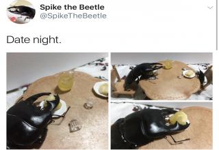 Guy names his beetle Spike and shows his adventures which include painting.