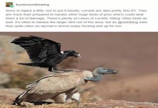 The Crow Family showing human levels of intelligence by distracting targets, riding larger birds and being mean for no reason.