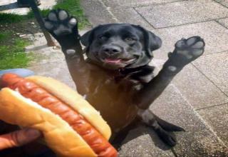 32 pics of dogs begging for your food, with special appearances from cats and children.