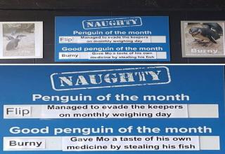 Employee of the month type motivation booster? it seems that in New Zealand penguins can read...