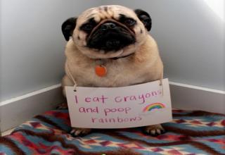 A collection of dogs that got the public shaming they deserved.