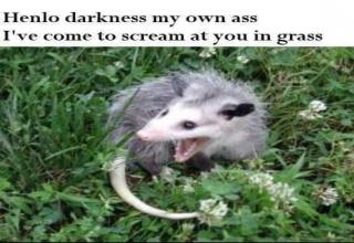 50 Wholesome Opossum Memes To Share With Your Pet Gallery eBaum's World