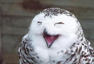 See here is Hedwig just chilling/loling