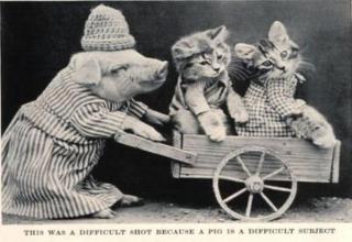 Cat photos viral a century ago.