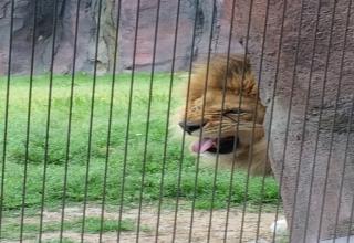 He might be the king of the jungle, but not here, at the zoo.