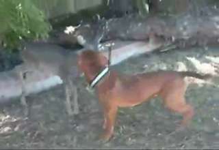 Pitbull vs Deer