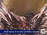 Sea Urchin Feeding on Kelp