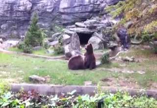 Bear gets a sloberknockin BJ in a zoo sextape