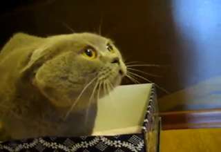 Cat Hates Good Posture