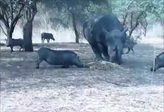 Who says pigs can't fly?