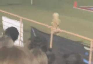 Hot cheerleader streaks at college game